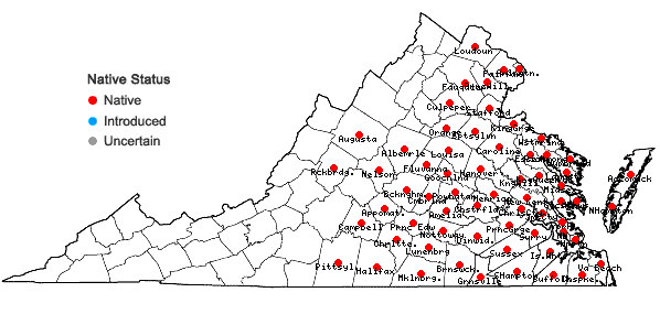 Locations ofMikania scandens (L.) Willd. in Virginia