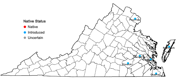 Locations ofMirabilis jalapa L. in Virginia