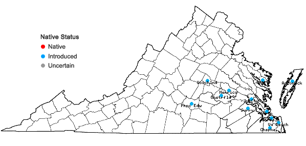 Locations ofModiola caroliniana (L.) G. Don in Virginia