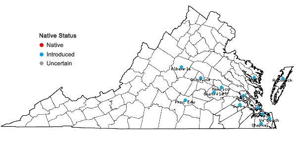 Locations ofModiola caroliniana (L.) G. Don in Virginia