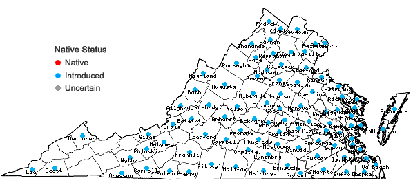 Locations ofMollugo verticillata L. in Virginia