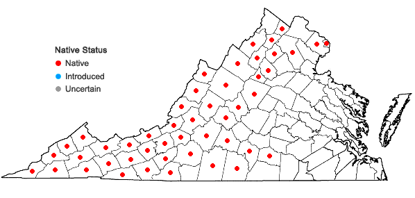 Locations ofMonarda clinopodia L. in Virginia
