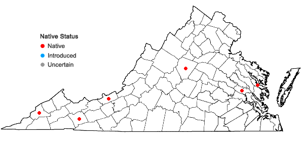 Locations ofMonarda ×media Willd. complex in Virginia