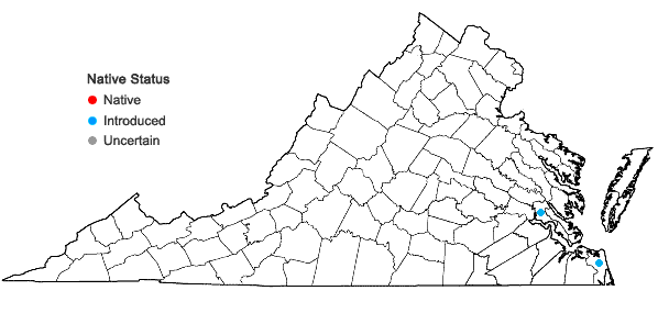 Locations ofMontia fontana L. in Virginia