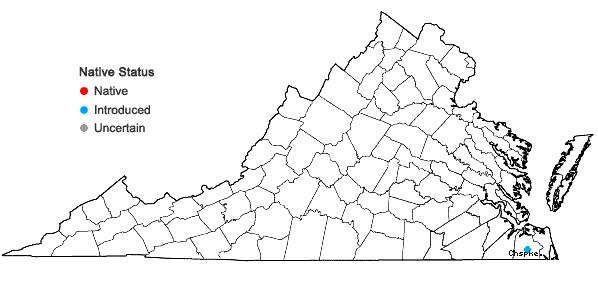 Locations ofMontia linearis (Dougl. ex Hook.) Greene in Virginia