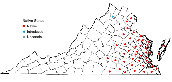 Locations ofMorella cerifera (L.) Small in Virginia