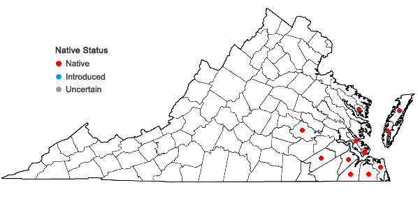 Locations ofMorella pensylvanica (Mirbel) Kartesz in Virginia