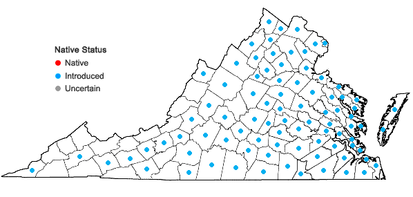 Locations ofMorus alba L. in Virginia