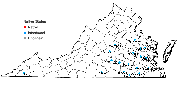 Locations ofMosla scabra (Thunb.) C.Y. Wu & H.W. Li in Virginia