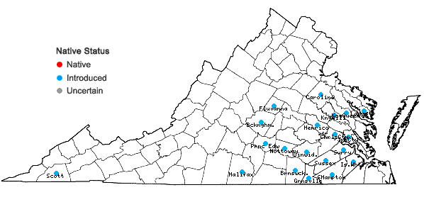 Locations ofMosla scabra (Thunb.) C.Y. Wu & H.W. Li in Virginia