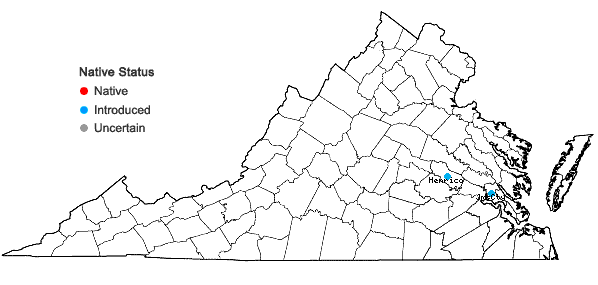 Locations ofMurdannia nudiflora (L.) Brenan in Virginia
