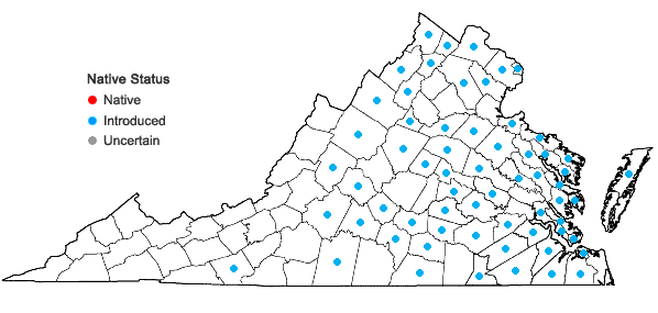 Locations ofMuscari neglectum Guss. ex Ten. in Virginia