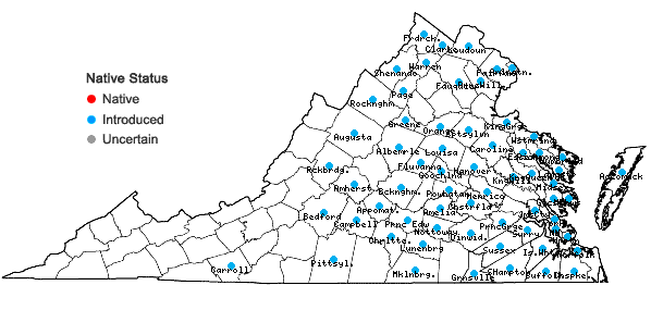 Locations ofMuscari neglectum Guss. ex Ten. in Virginia