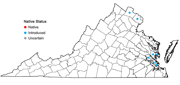 Locations ofMyosotis arvensis (L.) Hill in Virginia
