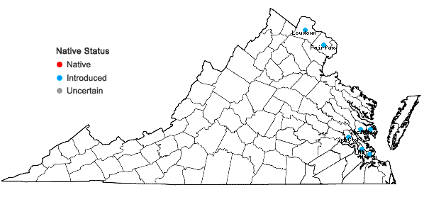 Locations ofMyosotis arvensis (L.) Hill in Virginia