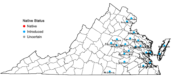 Locations ofMyosotis discolor Pers. in Virginia