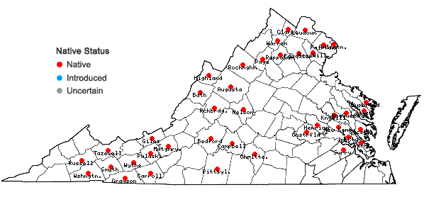 Locations ofMyosotis laxa Lehm. ssp. laxa in Virginia