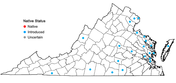 Locations ofMyosotis stricta Link ex Roemer & J.A.Schultes in Virginia