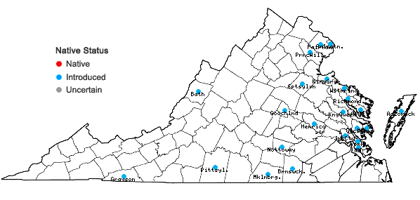 Locations ofMyosotis stricta Link ex Roemer & J.A.Schultes in Virginia