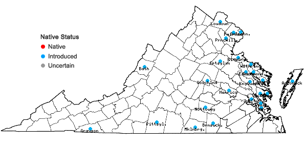 Locations ofMyosotis stricta Link ex Roemer & J.A.Schultes in Virginia