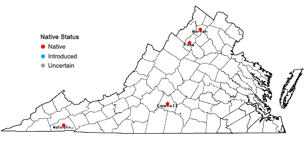 Locations ofMyzorrhiza riparia (L.T. Collins) Weakley in Virginia