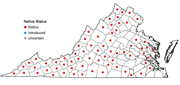 Locations ofNabalus altissimus (L.) Hooker in Virginia