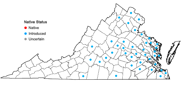 Locations ofNarcissus pseudonarcissus L. in Virginia