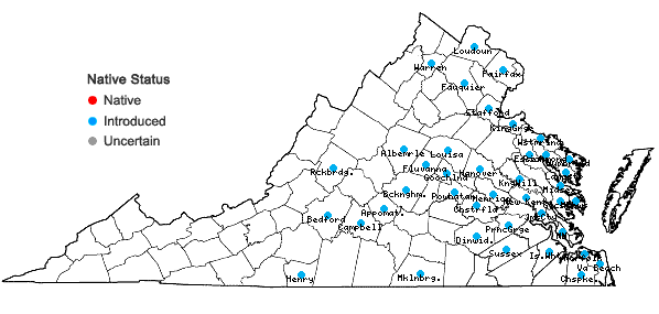 Locations ofNarcissus pseudonarcissus L. in Virginia