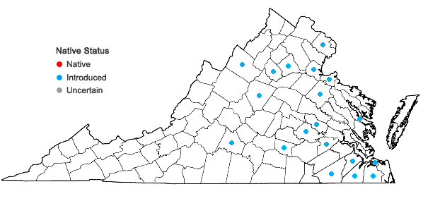 Locations ofNarcissus tazetta L. in Virginia