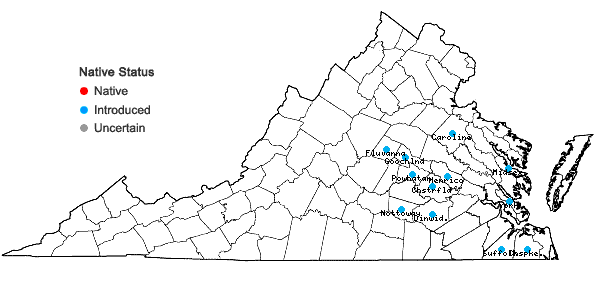 Locations ofNarcissus ×medioluteus P. Mill. in Virginia