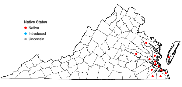 Locations ofNothoscordum bivalve (L.) Britt. in Virginia