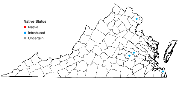 Locations ofNothoscordum gracile (Dryander) Stearn in Virginia