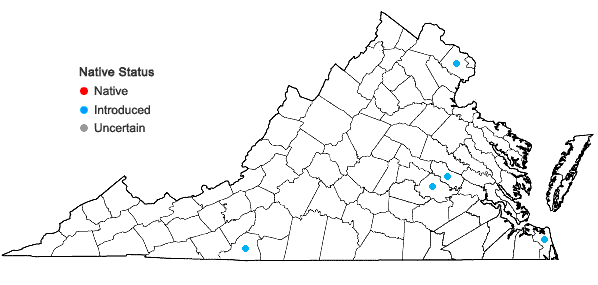 Locations ofNothoscordum gracile (Dryander) Stearn in Virginia