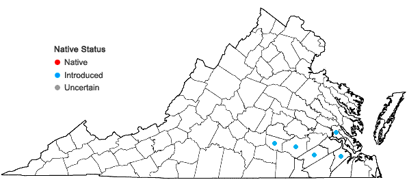 Locations ofNuttallanthus texanus (Scheele) D.A. Sutton in Virginia