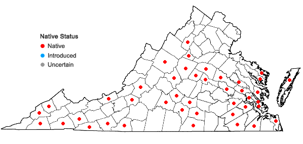 Locations ofOdontoschisma denudatum (Nees) Dumort. in Virginia