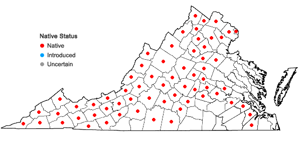 Locations ofOenothera gaura W.L. Wagner & Hoch in Virginia