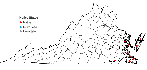 Locations ofOenothera humifusa Nuttall in Virginia