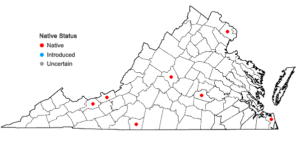 Locations ofOenothera pilosella Raf. ssp. pilosella in Virginia