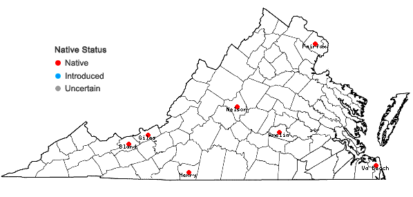 Locations ofOenothera pilosella Raf. ssp. pilosella in Virginia