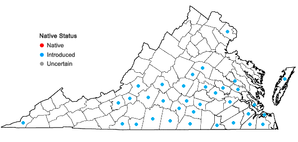 Locations ofOenothera speciosa Nuttall in Virginia