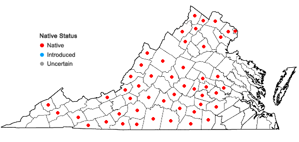 Locations ofOenothera tetragona Roth in Virginia