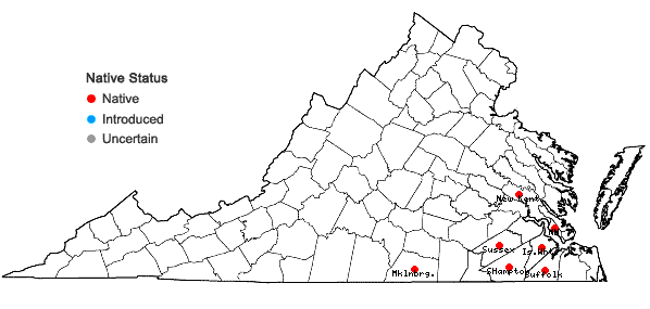 Locations ofOldenlandia boscii (DC) Chapman in Virginia