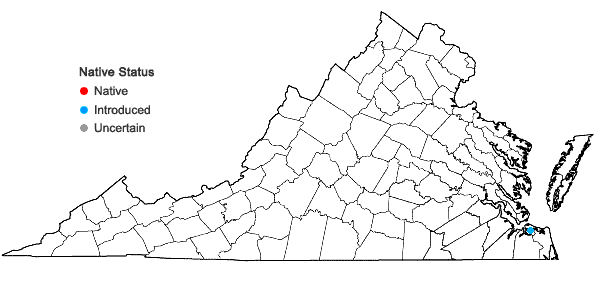 Locations ofOldenlandia corymbosa L. in Virginia