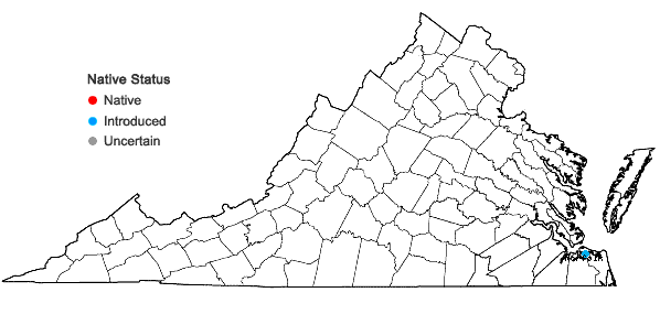 Locations ofOldenlandia corymbosa L. in Virginia