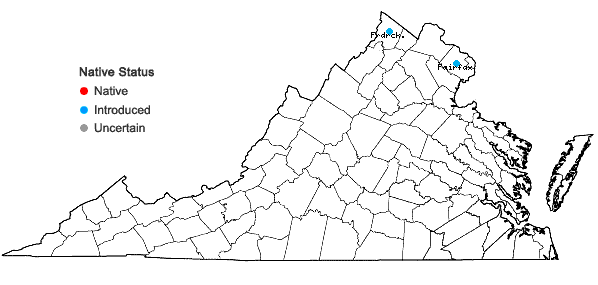 Locations ofOnopordum acanthium L. ssp. acanthium in Virginia
