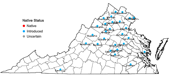Locations ofOplismenus undulatifolius (Ard.) P. Beauv. in Virginia