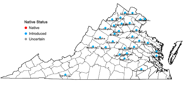 Locations ofOplismenus undulatifolius (Ard.) P. Beauv. in Virginia