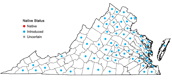 Locations ofOrnithogalum umbellatum L. in Virginia