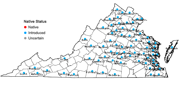 Locations ofOrnithogalum umbellatum L. in Virginia