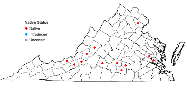 Locations ofOrthotrichum pumilum Swartz in Virginia